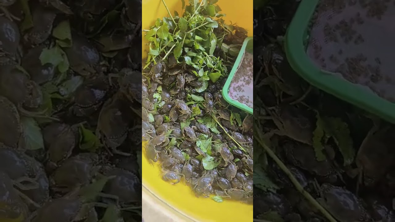 @giathuysan 🦀 Tư vấn nuôi & cung cấp Cua Biển Giống số lượng lớn khu vực Miền Tây @thuysanwork