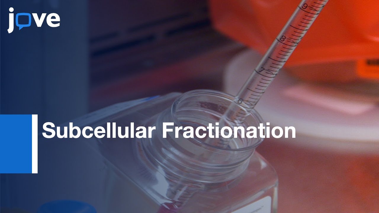 Subcellular Fractionation: ERK Activation-Mitochondrial-Derived Peptide Treatment l Protocol Preview