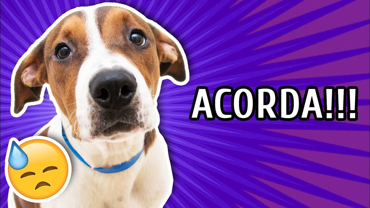 COMO EVITAR QUE SEU CACHORRO TE ACORDE CEDO