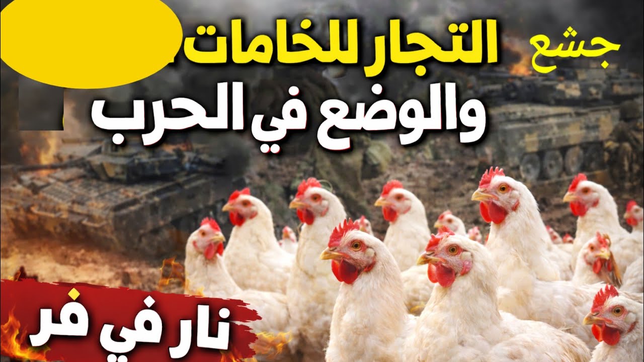 وضع الفراخ والاعلاف والخامات الايام القادمه 