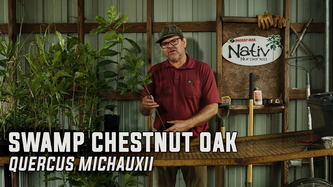 Why Swamp Chestnut Oak Is a Must-Plant Tree | Fast-Growing, Wildlife Favorite with Huge Acorns