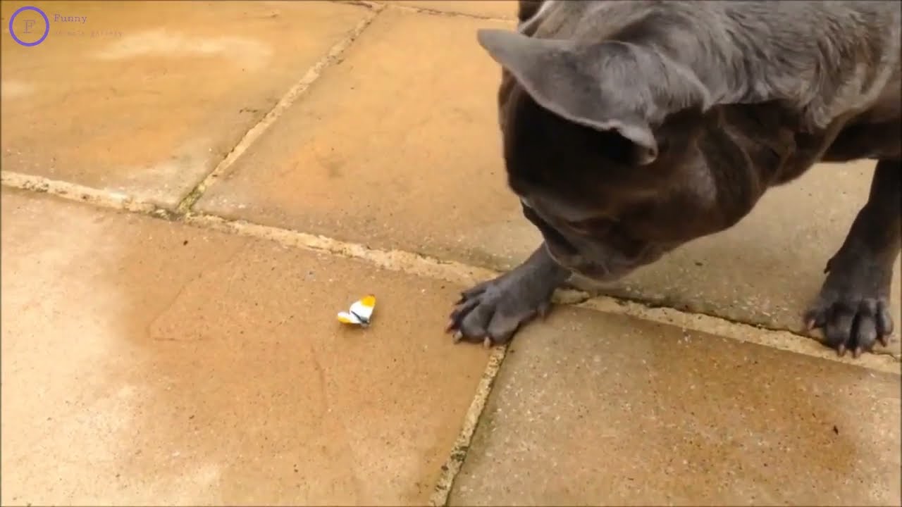 frenchy vs butterfly #shorts french bulldog