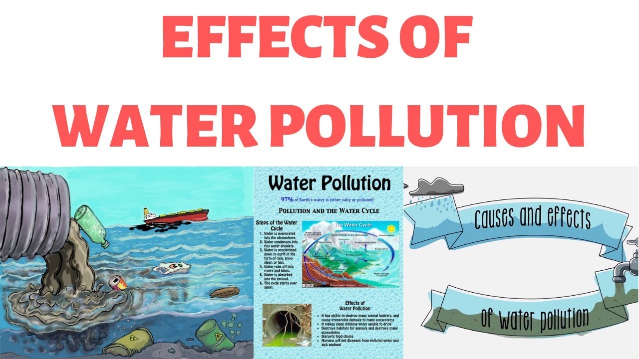 Effects of Water Pollution on Human/Animal Health | BOD, COD, Ground Water Pollution