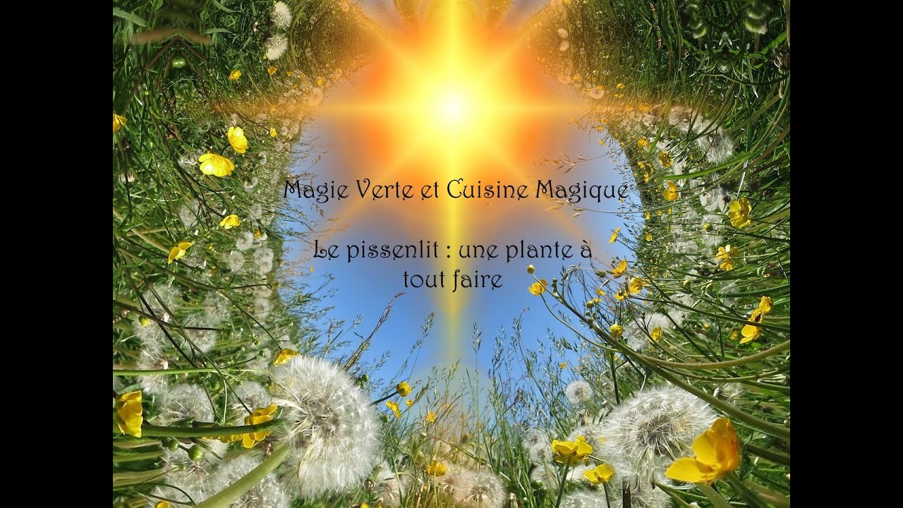 Magie verte - Cuisine Magique : Le Pissenlit, la plante &agrave; tout faire
