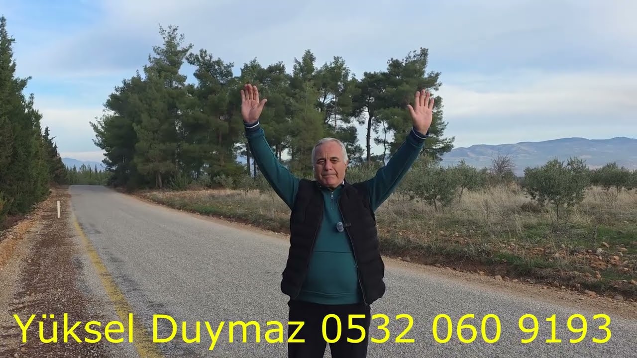 AYDIN'DA SATILIK 6800 MK ZEYTİNLİK ASFALT YOLA ÇEPHE  230 ADEY ZEYTİN AĞACI VAR UCUZ FİYATA !