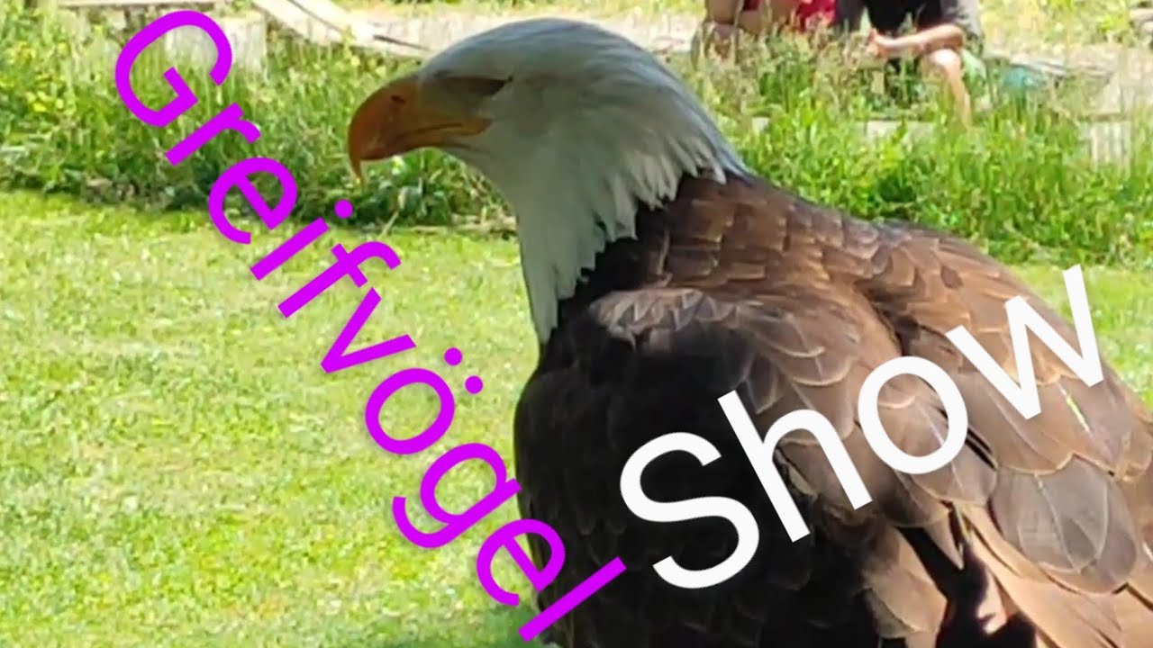 Schloss Falkenhof Schillingsfürst die Greifvögel-Show