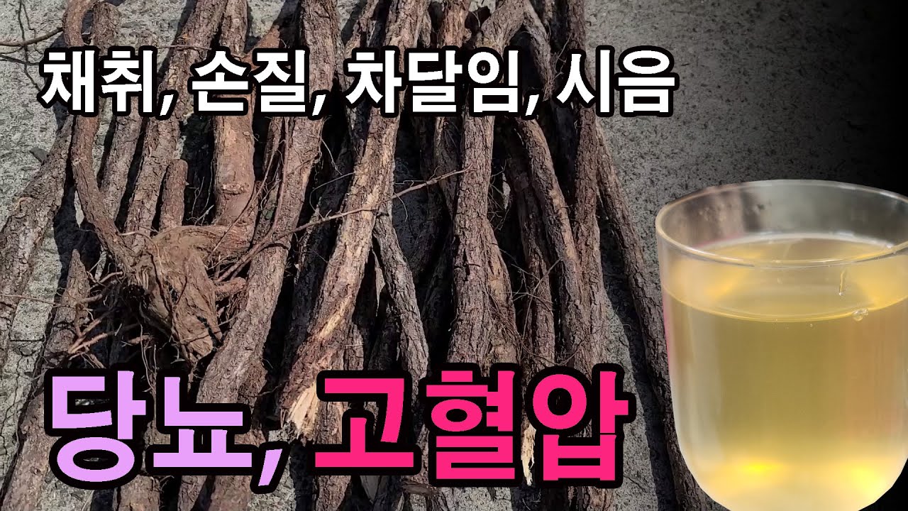 송담, 당뇨와 혈액순환에 좋다는 소문에 구경하기 힘든 약초 !