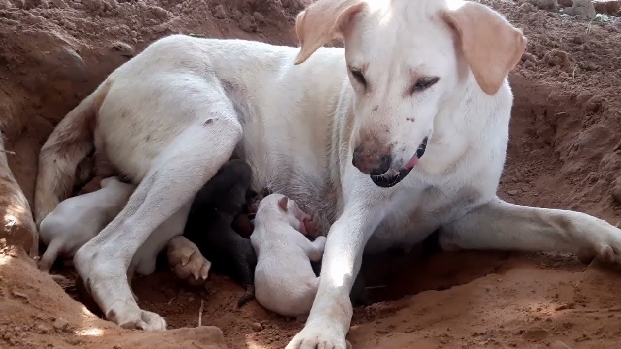 Feeding poor family puppies just giving birth to 5 puppies, EP71