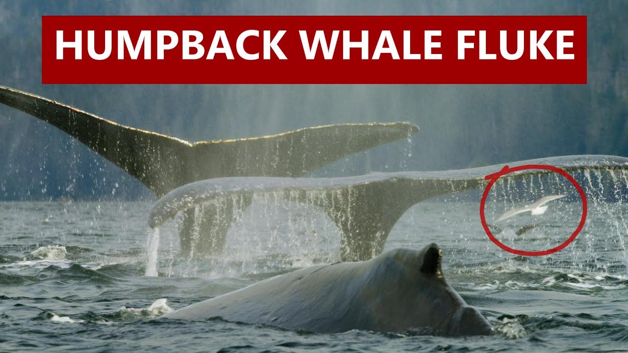 WHALE FLUKE - 12 Epic Scenes - HUMPBACK Whale Flukes 🐋