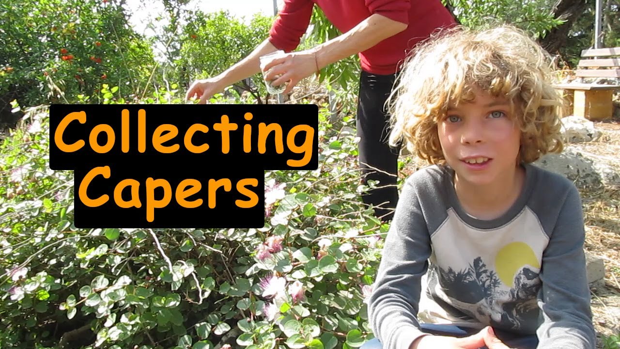 🫒 HARVESTING CAPERS 🫒 in Sicily - A Flavorful, Seasonal Tradition