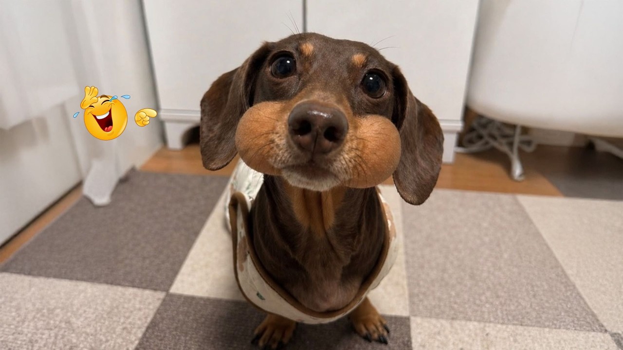 These Dogs Have Absolutely No Shame 😂 Funniest Dog Videos Compilation 2026