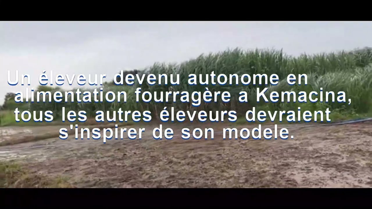 Repousse d'Herbe à éléphant à kéMacina - Segou