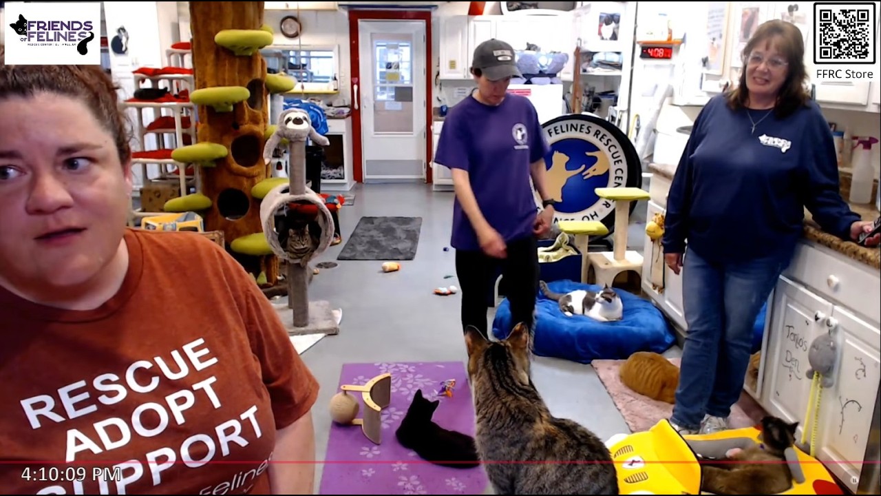 Kitty Updates and FFRC Needs Update 04-16-2026  Friends of Felines Rescue Center (FFRC)