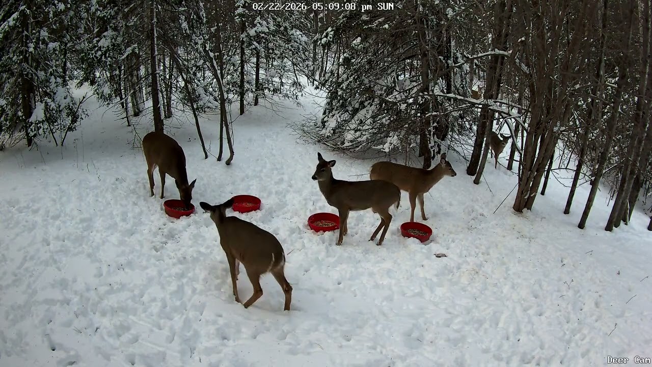 Deer 2-22-2026 4:58 PM