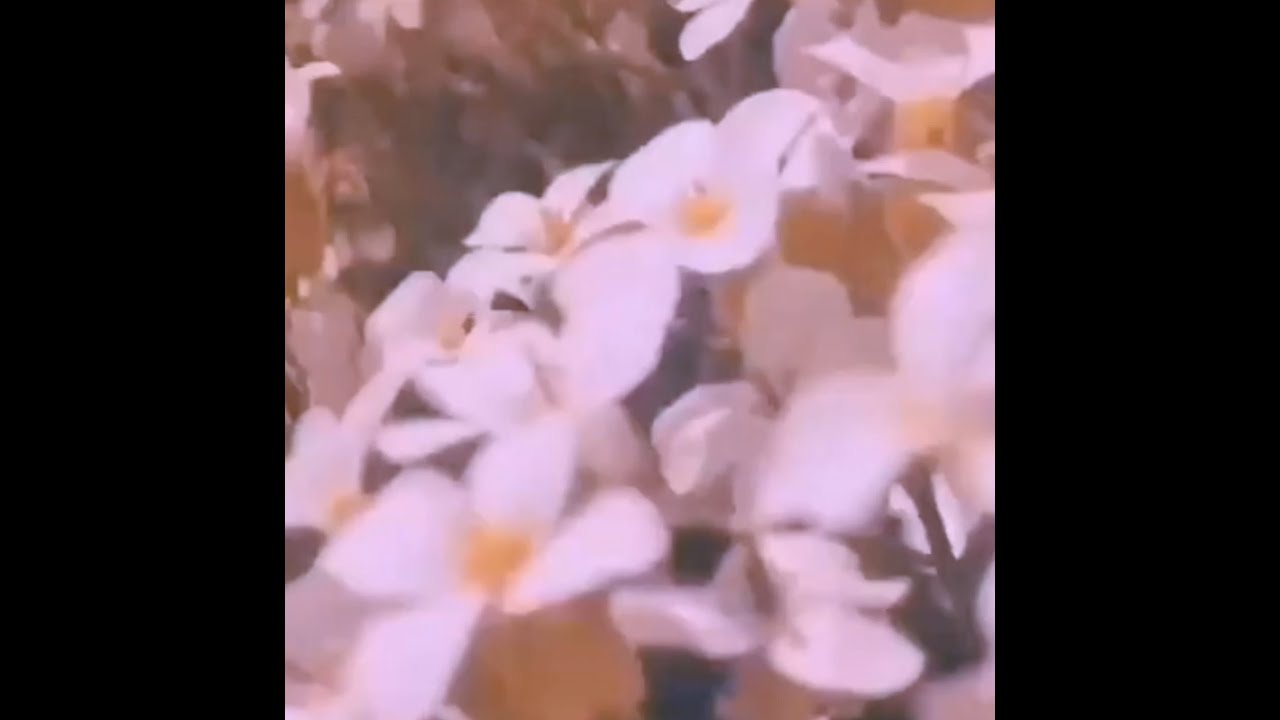 [FREE] bedroom pop x cuco type beat - 