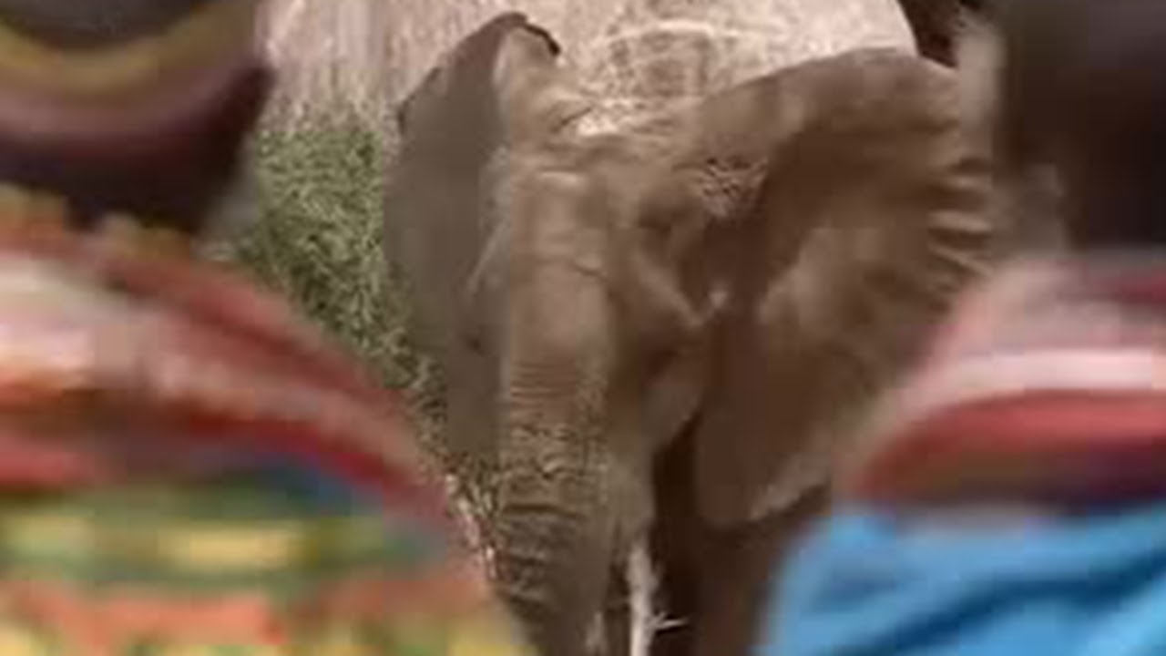 Tribal Ritual Apology to Endangered Elephants | BBC Studios