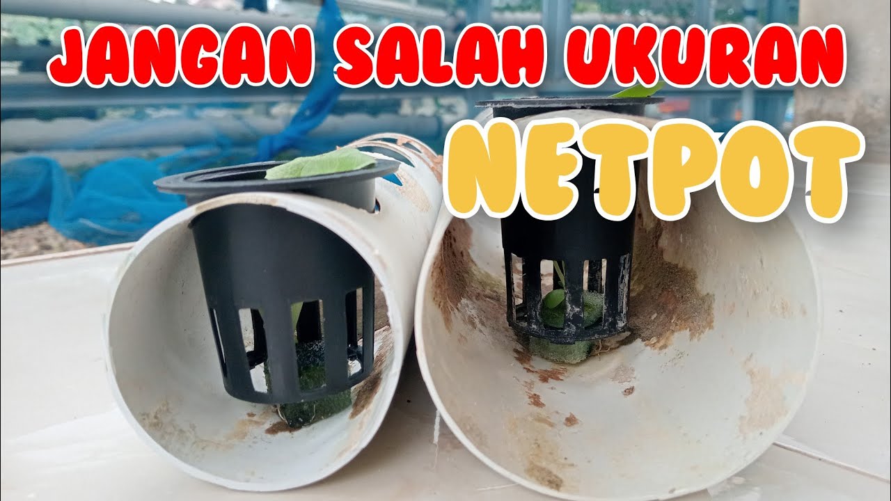 cara menentukan ukuran netpot yang sesuai dengan pipa paralon dalam berhidroponik