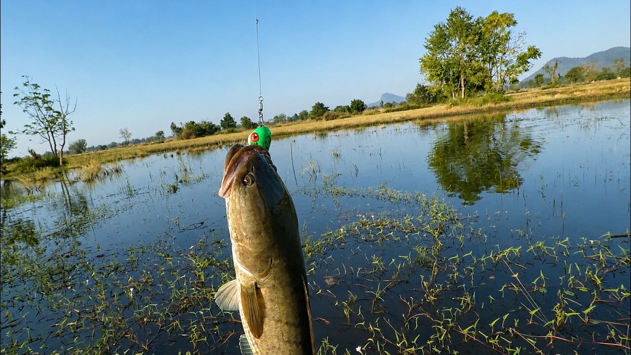 Topwater Lure for Striped Snakeheads! #fishing #snakehead