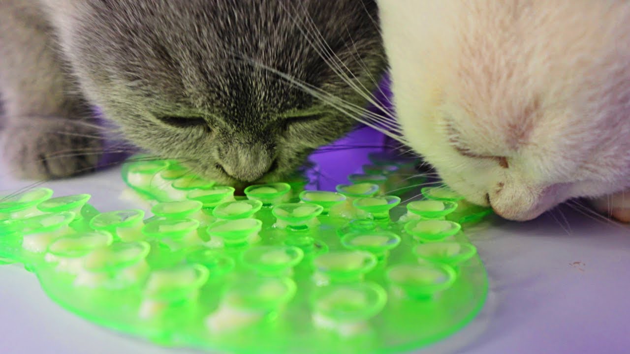 Kittens Purring Licking Eating ASMR