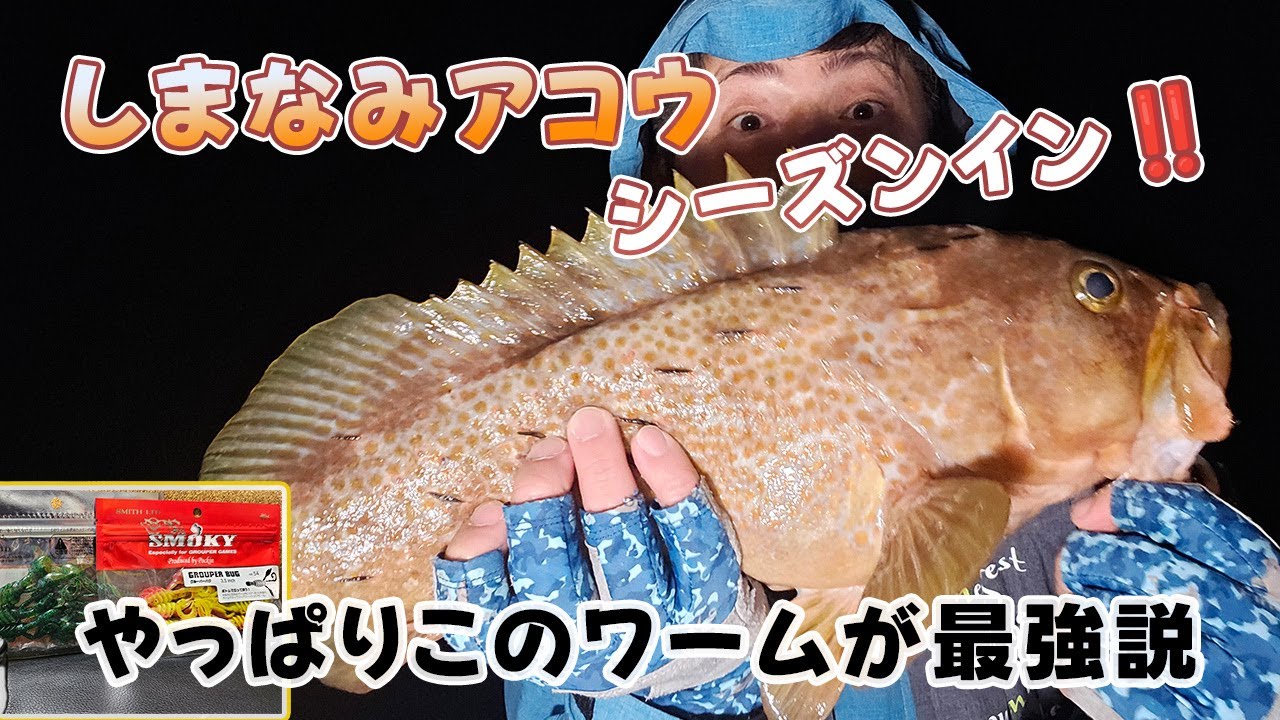 開幕戦のしまなみでおっきいアコウ釣れました