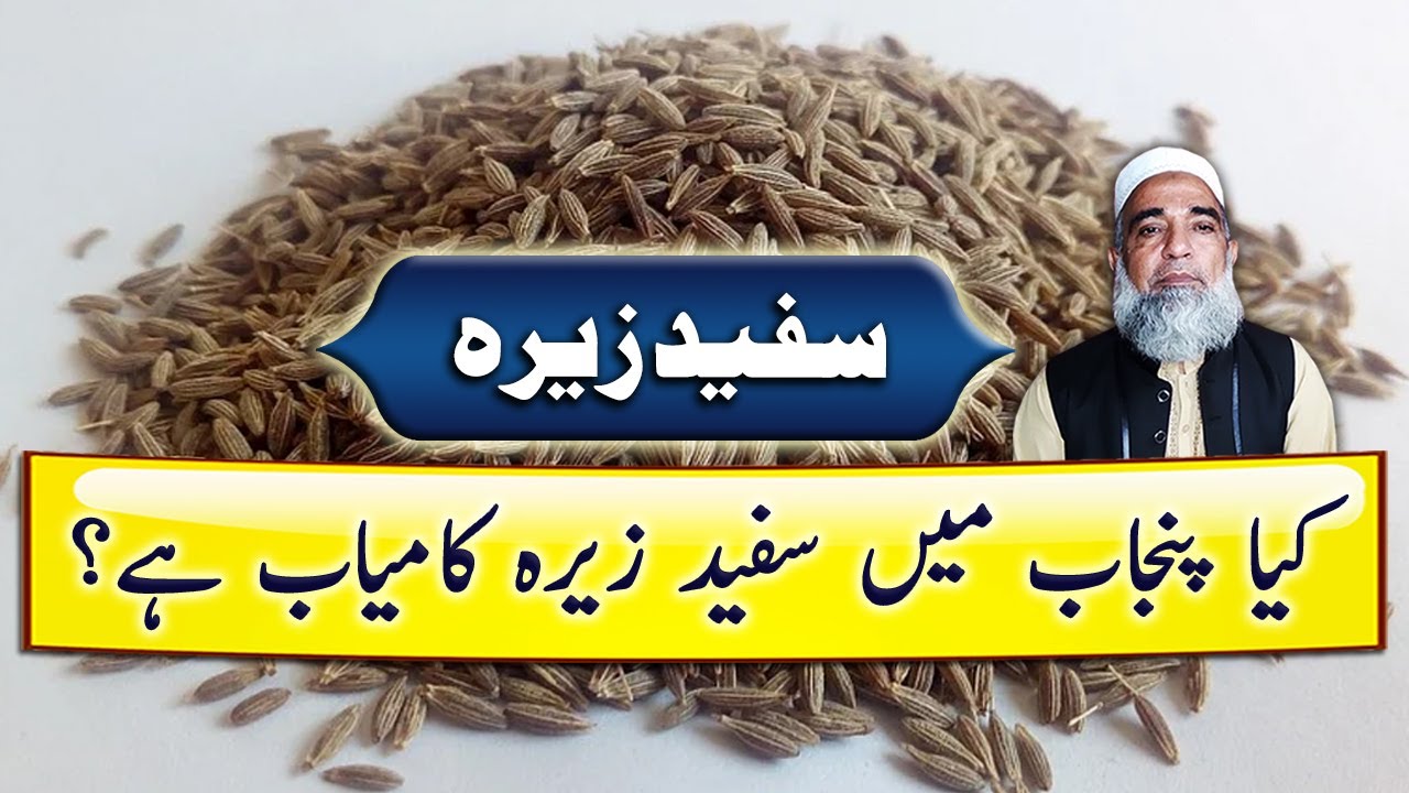Feasibility of White Cumin (Sufaid Zeera) in Punjab | Crop Reformer