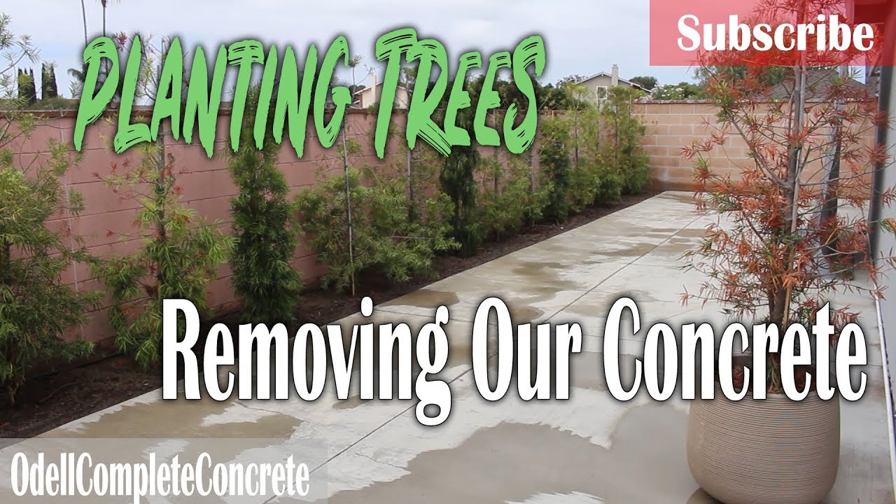 How to Plant Trees Removing Our Old Concrete Job