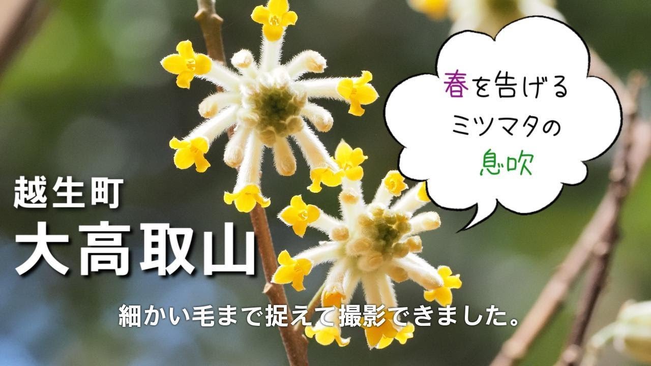 ポンポン前夜、黄色い星ミツマタ咲き始め