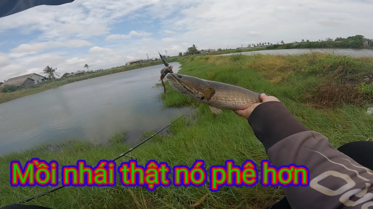 @trưa câu lure nỗi cá vẫn ăn