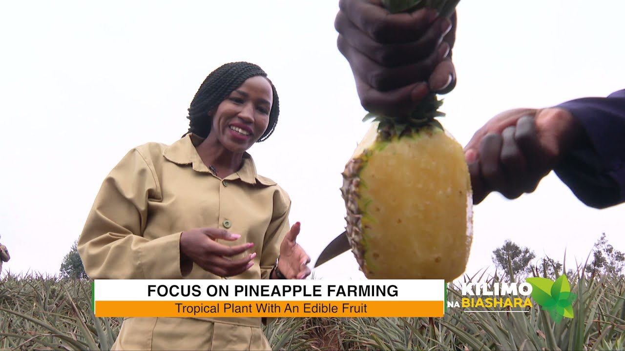 Kilimo Na Biashara |  Pineapple Farming