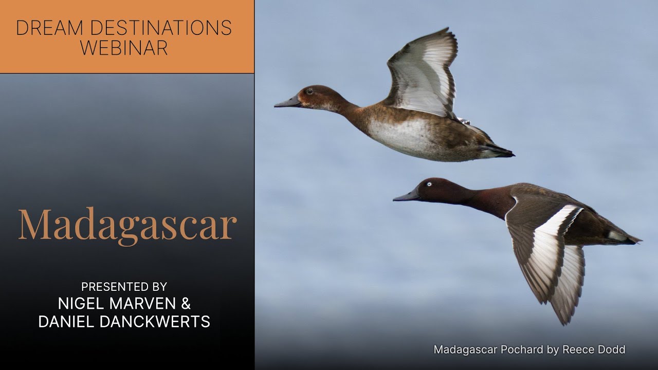 Madagascar with Nigel Marven & Daniel Danckwerts