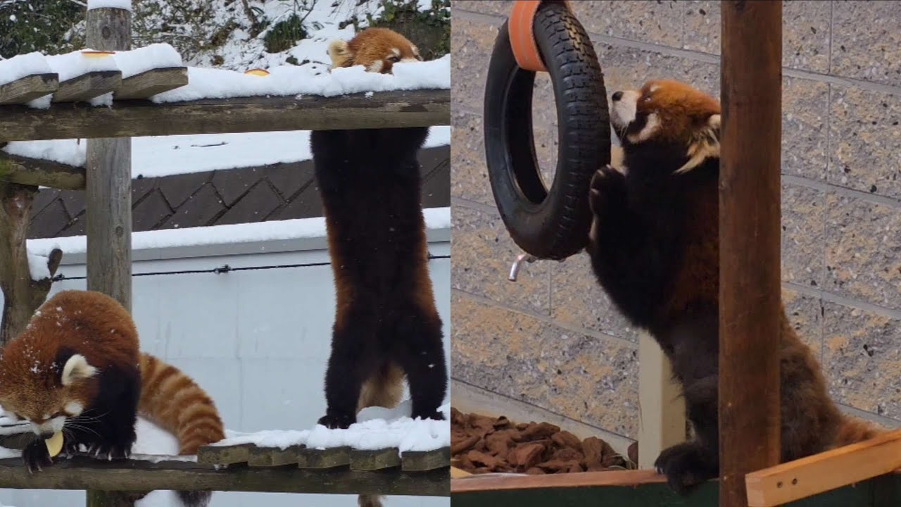 【タイヤで遊ぶレッサーパンダのライト、他・・・】～Nishiyama Zoo red pandas～