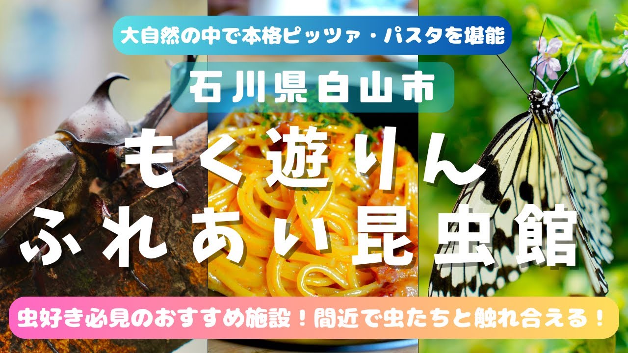 【石川県白山市】白山おすすめお出かけスポット！大自然で本格パスタ・ピッツァを堪能！昆虫と間近で触れあえる激レアスポットを紹介！