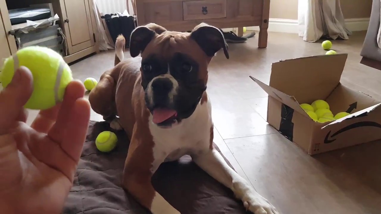 UNBOXING Fan Mail For my Dog!