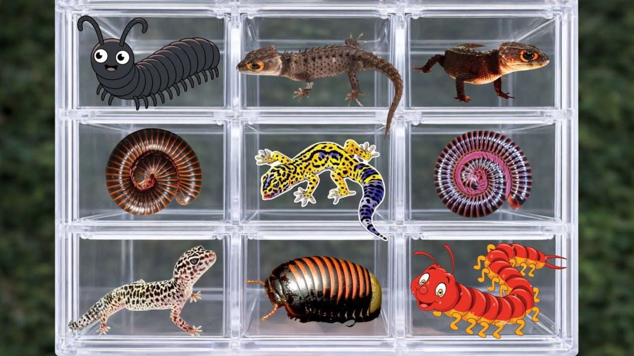 catching millipedes is amazing, I got a lot of millipedes from the garden #millipede #animals 