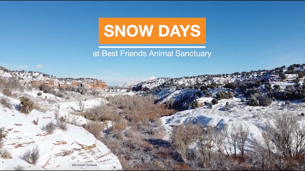 Winter Wonderland Snow Days at Best Friends Animal Sanctuary
