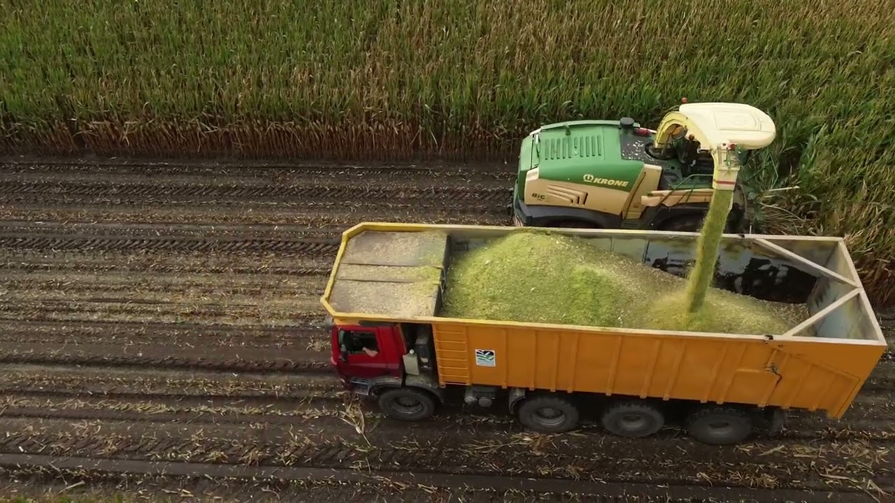 GINAF X 4446 TS mit Krone Big X 580 im Mais.