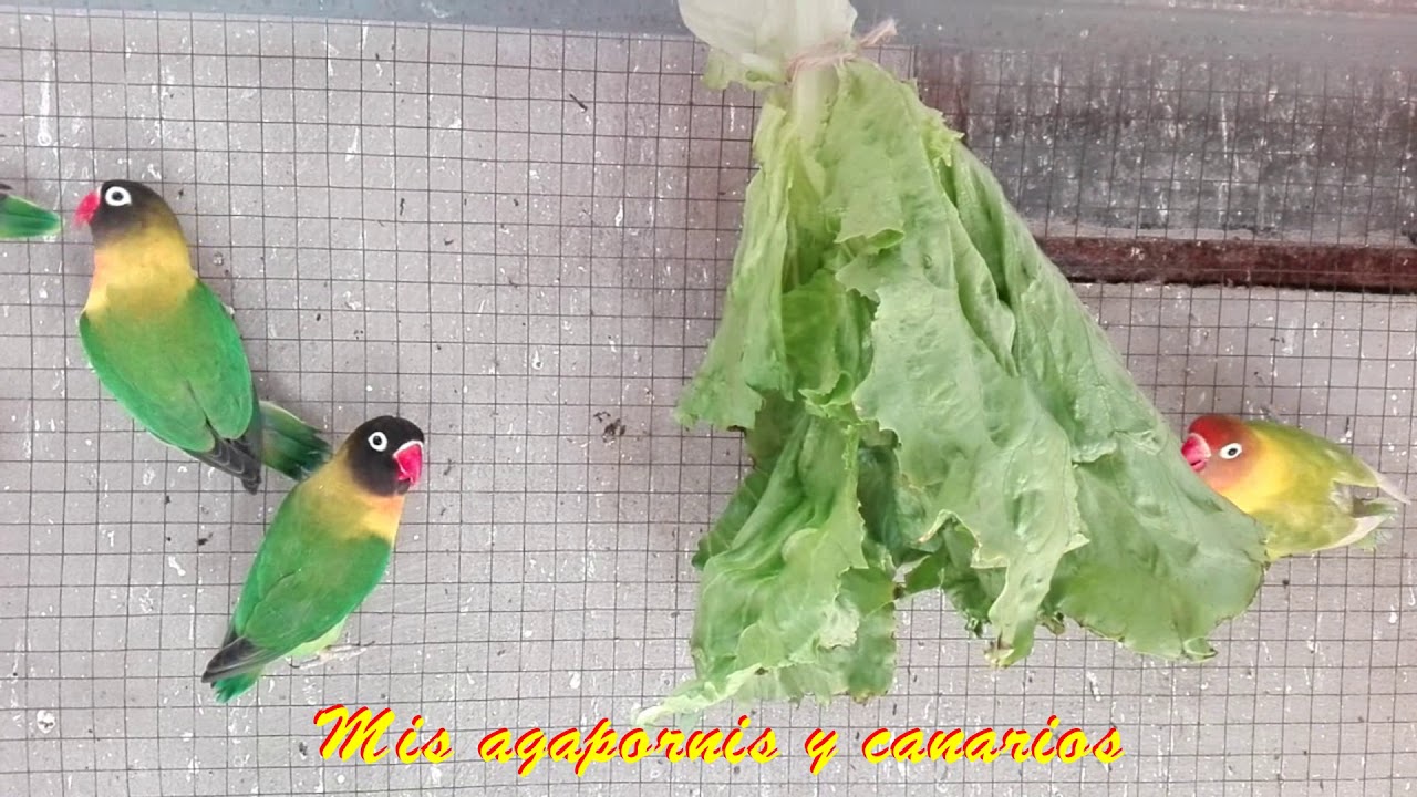 Es buena la lechuga para nuestras aves? - Is lettuce good for our birds?
