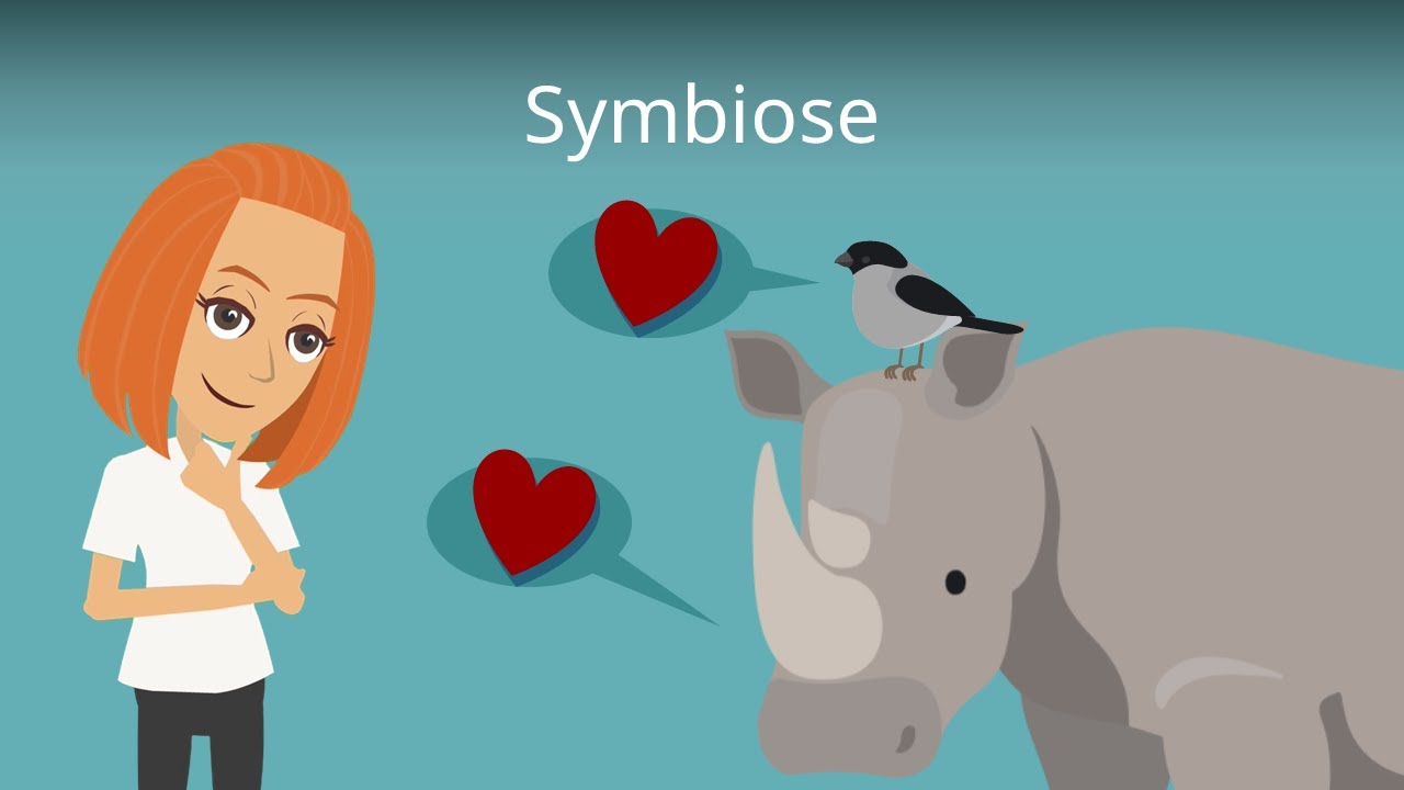Symbiose - Biologie einfach erklärt mit Beispielen!