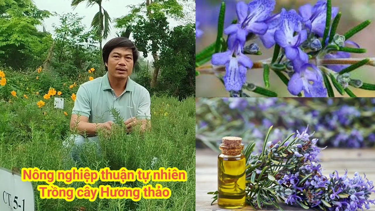 NGUYÊN TẮC CANH TÁC THUẬN TỰ NHIÊN. VÀ TRỒNG CÂY HƯƠNG THẢO