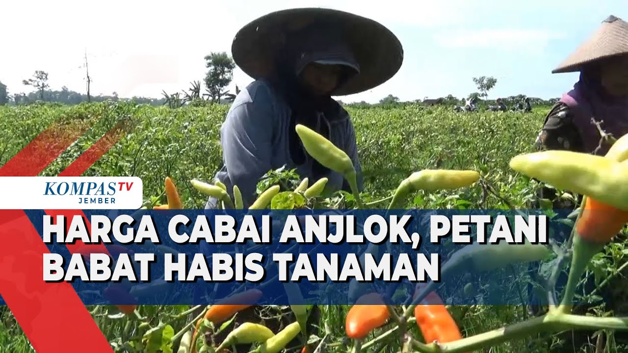 Harga Anjlok, Petani Lumajang Babat Habis Tanaman Cabai