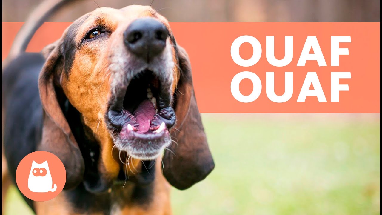 Meilleures vid&eacute;os de CHIENS QUI ABOIENT FORT 🐶🔊 Aboiements de chiens les plus DR&Ocirc;LES !