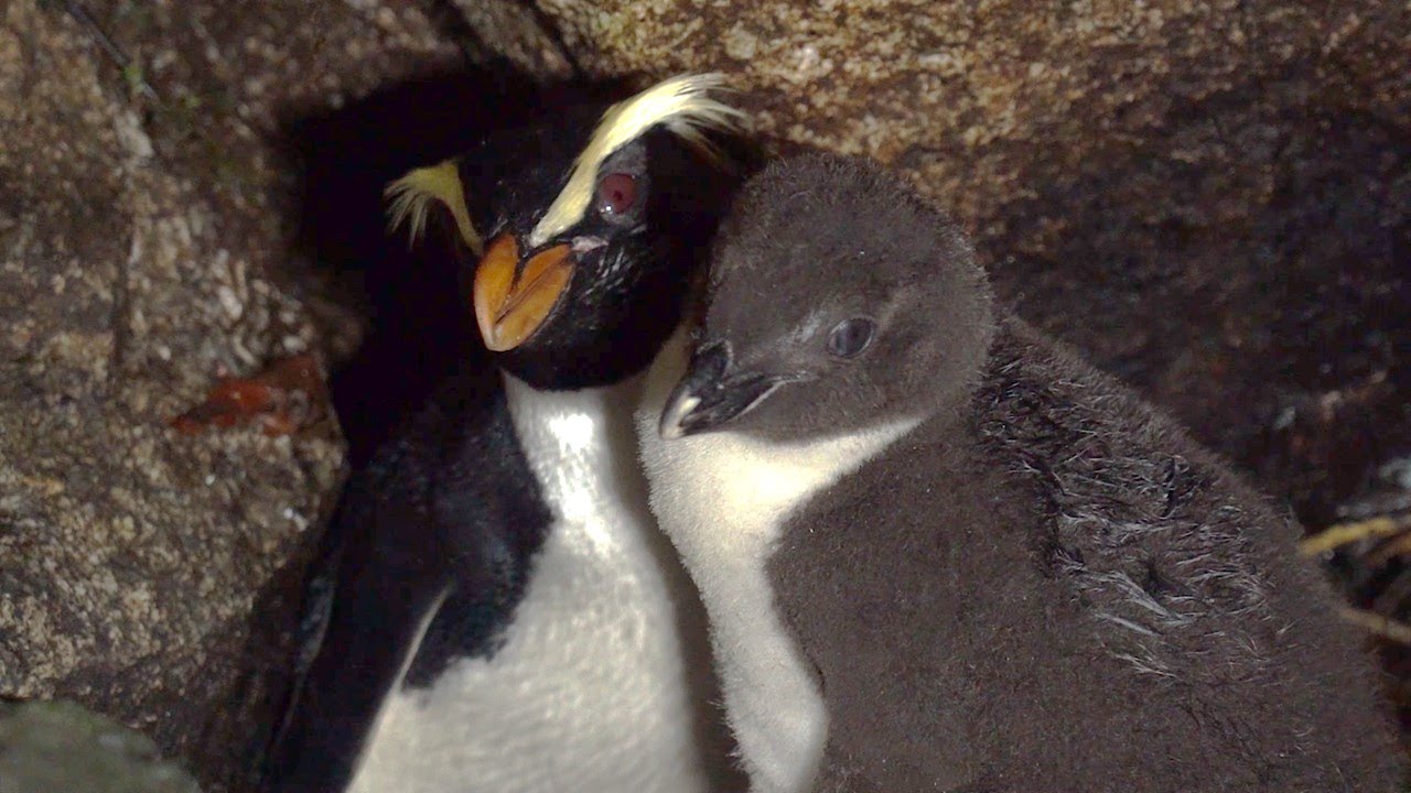 Fiordland Crested Penguins / Tawaki – night-time