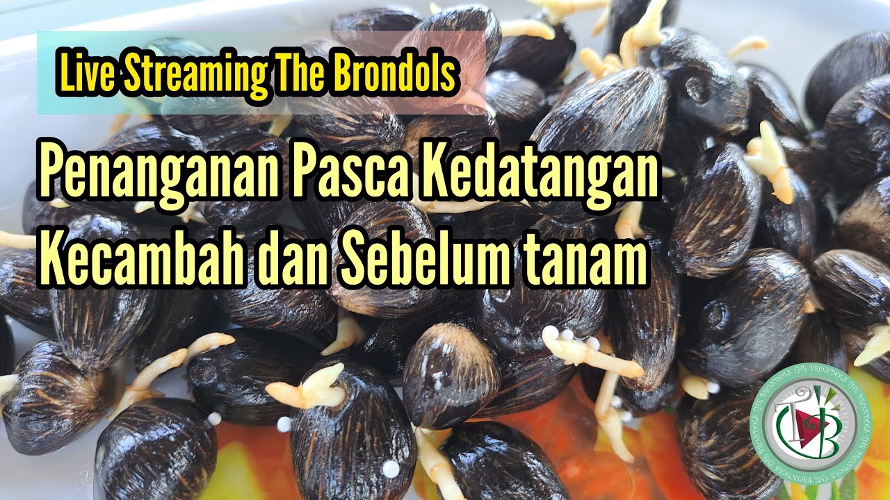 Penanganan Kecambah Yang Baru Datang Dan Sebelum Tanam
