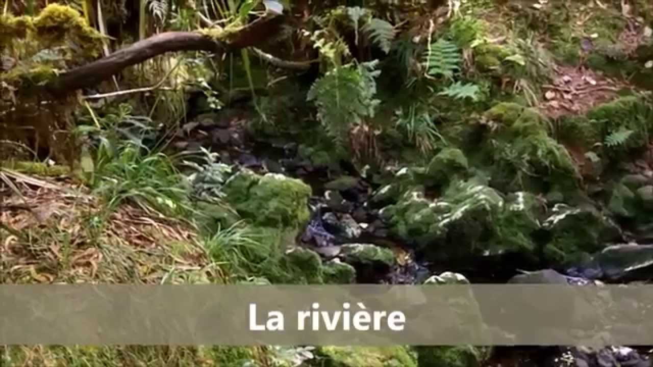 Le sentier de la rivière dans la forêt de Bébour