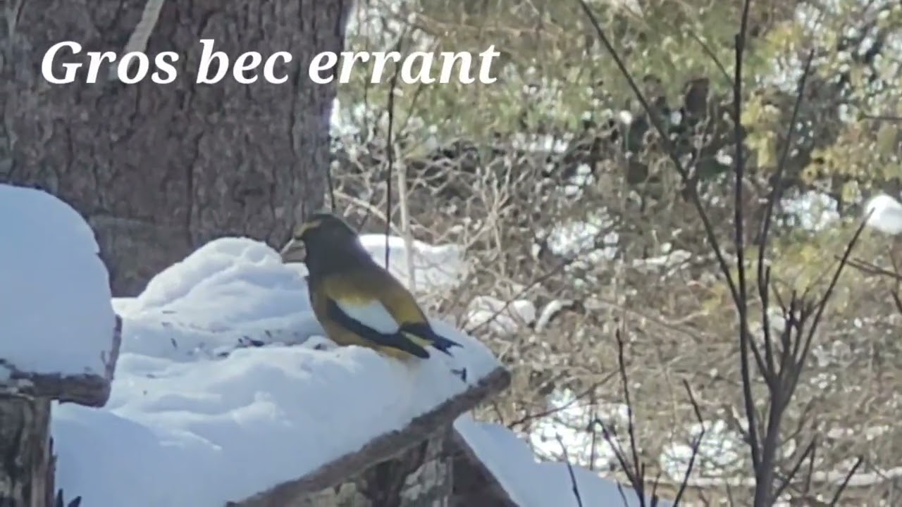 Gros bec errant