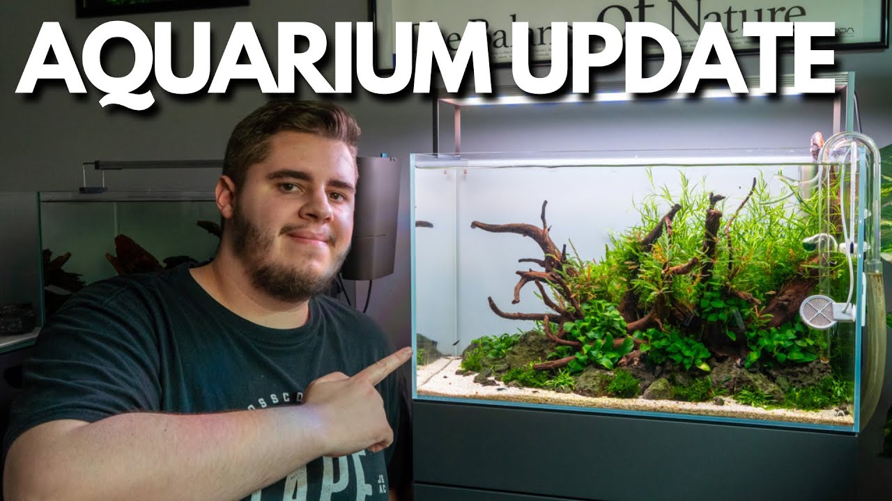 Das ADA 60P Nature Aquarium nach 4 Monaten!