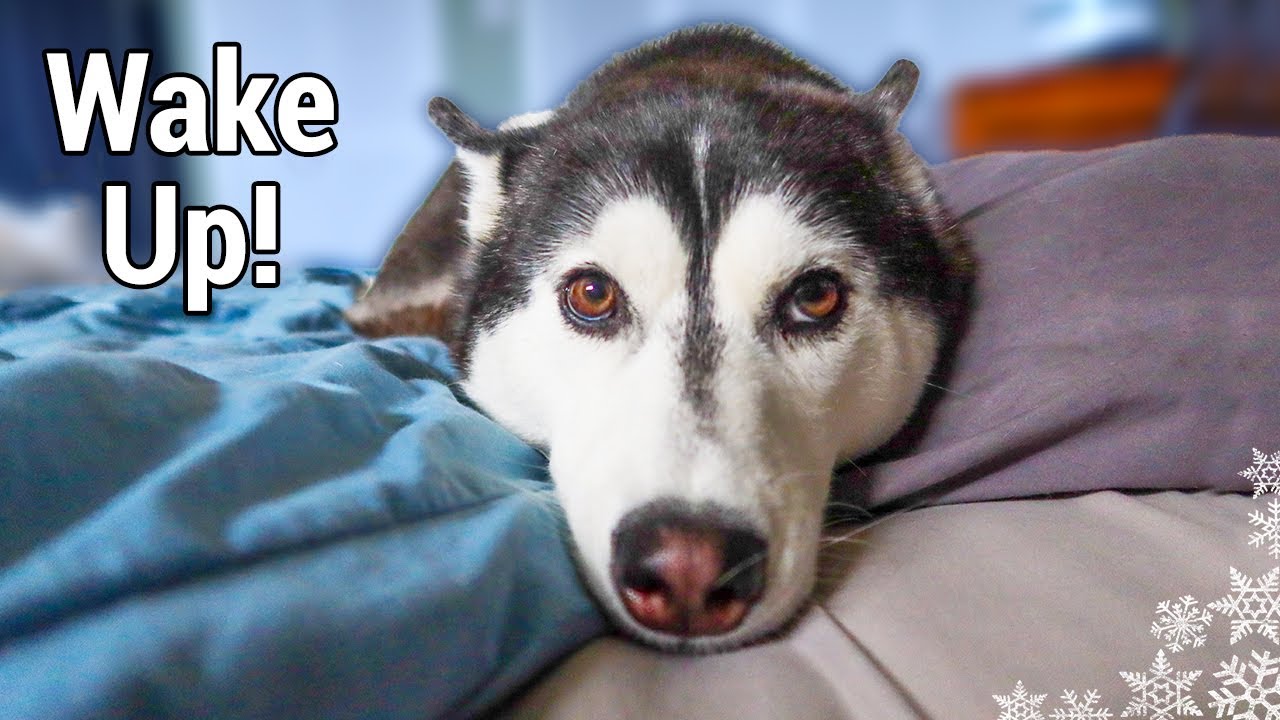 My Dog's Morning Routine 🌞 | Huskies Morning Routine 2020 Fall