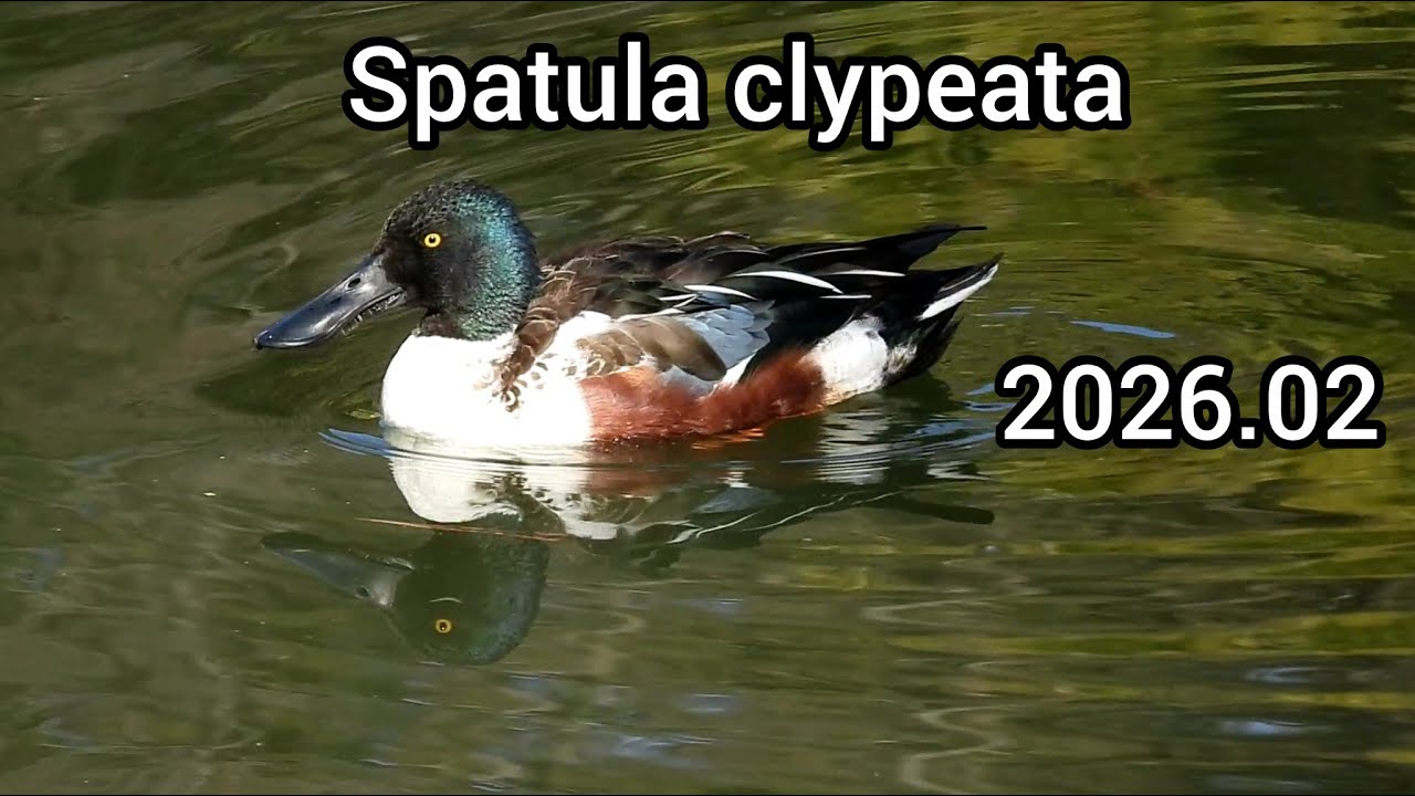 ハシビロガモ鳴き声 (Spatula clypeata) - カモの鳴き声 / Northern shoveler sounds / 公園のカモ じゅん菜池緑地 / 2026年2月