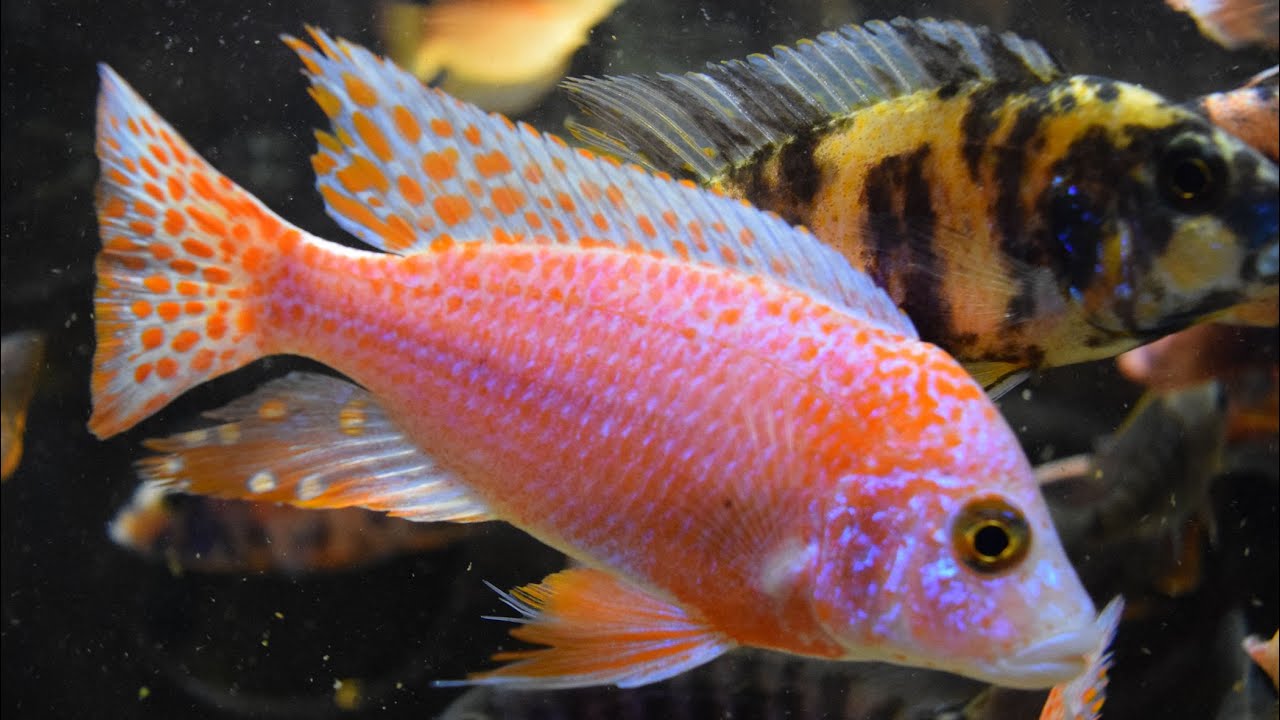 How To Have A Successful Peacock Cichlid Breeding Project