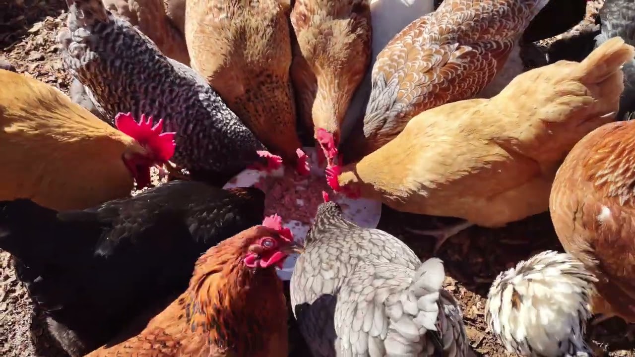 Chickens engage in high speed collective gluttony for pile of fish.